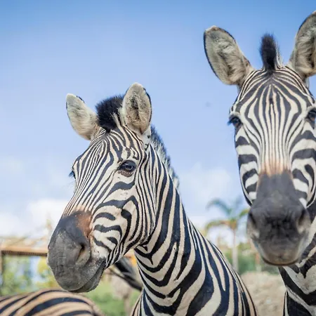 Selwo - Animal Park Tickets Included 3* Estepona